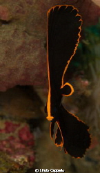 Juvenile bat fish at Lembeh Straits was quite surprisingl... by Linda Cappello 